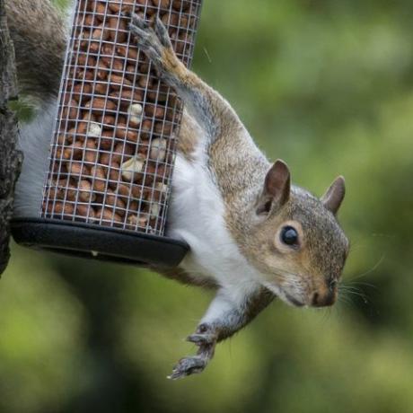 ग्रे गिलहरी ने चिड़िया के नट चुराते हुए पकड़ा