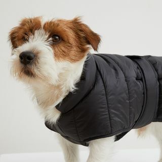 रजाई बना हुआ कुत्ता जैकेट