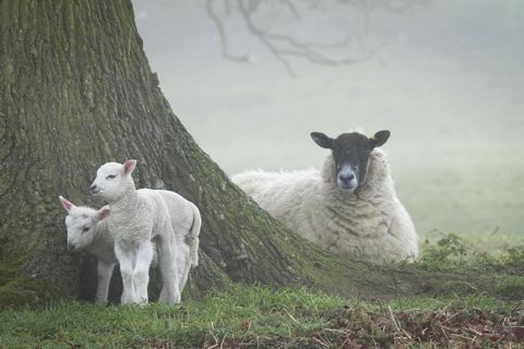 भेड़ और भेड़ के बच्चे Ickworth - नेशनल ट्रस्ट जस्टिन मॉरिस