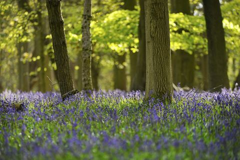 bluebells