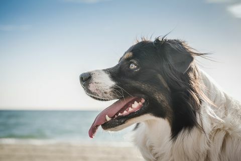 समुद्र तट पर कुत्ता