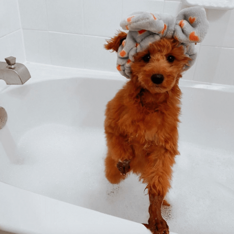 स्नान में कुत्ते मजेदार चित्र