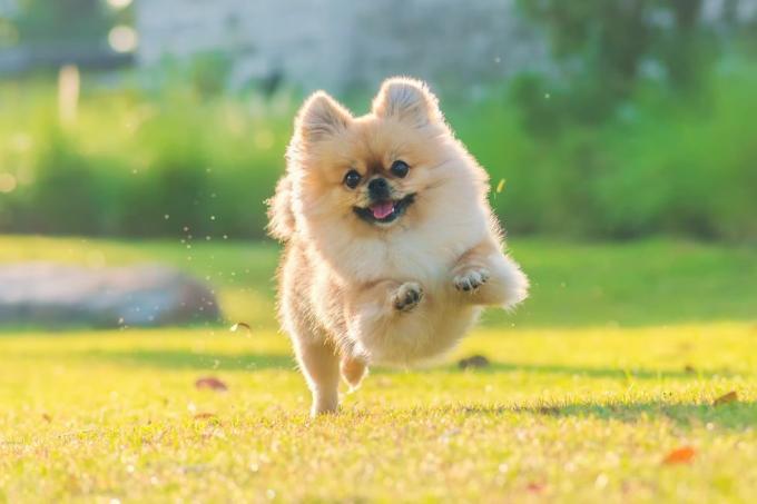 प्यारे पिल्ले पोमेरेनियन मिश्रित नस्ल पेकिंगीज़ कुत्ता खुशी से घास पर दौड़ते हैं