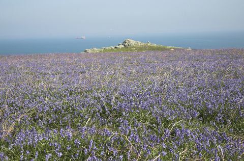 bluebells