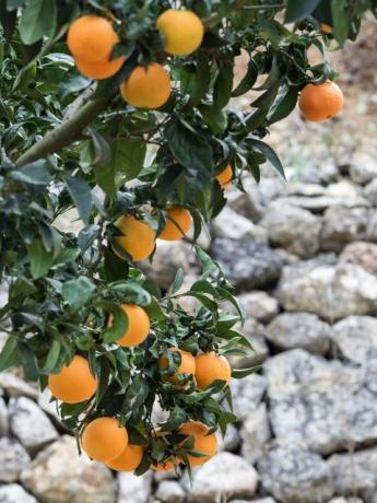 एक नारंगी एक दिन में एक चौथाई से मनोभ्रंश के जोखिम को कम कर सकता है, अध्ययन से पता चलता है
