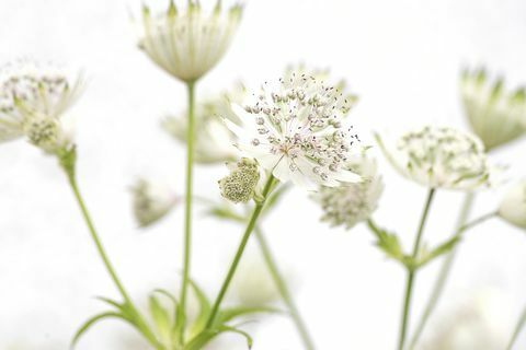 सफेद Astrantia प्रमुख गर्मियों के फूल 