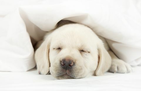 कमरे में अपने कुत्ते के साथ सो रही है आपके स्वास्थ्य में सुधार कर सकते हैं