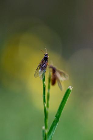 पीली घास की चींटी, लासियस फ्लेवस, रानियां जमीन से निकलकर नया घोंसला बनाने के लिए उड़ने वाली हैं