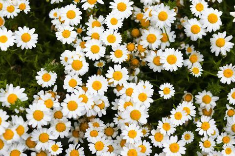 मार्गुराइट डेज़ी सफेद फूल