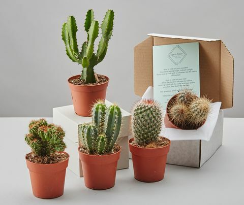 GEO-FLEUR द्वारा Cacti Selection Box, £ 24, Notonthehighstreet.com