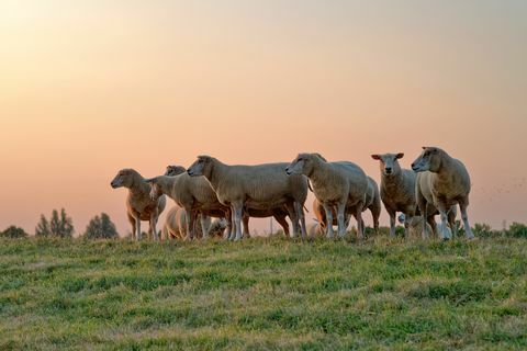 भेड़ का झुंड सूर्यास्त, पूर्वी फ़्रिसिया, लोअर सैक्सोनी, जर्मनी में एक खेत में खड़ा है