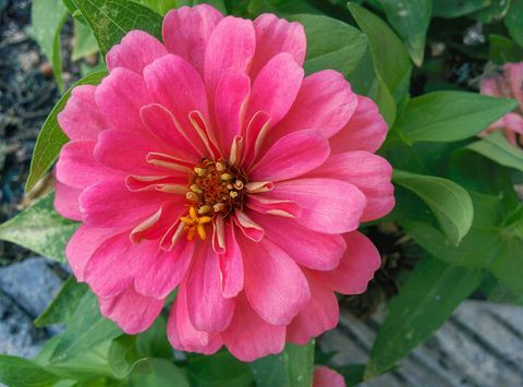 झिननिया गुलाबी फूल