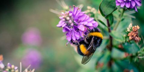 हम नफरत क्यों करते हैं, लेकिन प्यार मधुमक्खियों - ततैया बनाम मधुमक्खियों