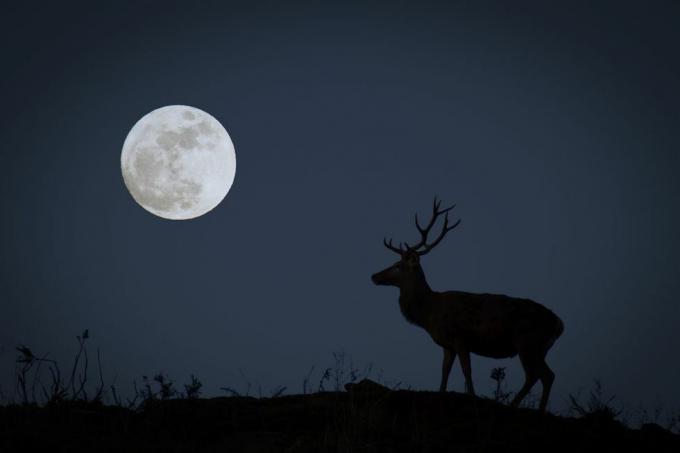 सिल्हूट में हिरन के साथ पूर्णिमा अक्टूबर के शिकारी के चंद्रमा का प्रतिनिधित्व करती है