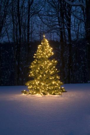 रोशनी के साथ बर्फ में बाहर क्रिसमस ट्री