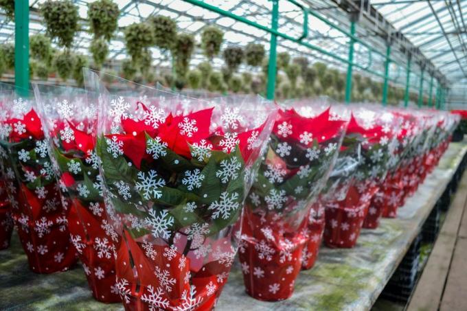 बर्फ के टुकड़ों के साथ त्योहारी पैकेजिंग में चमकीले लाल पॉइन्सेटिया फूलों की क्रिसमस बिक्री, बर्तनों में बड़ी संख्या में फूल ग्रीनहाउस छुट्टियों की तैयारियों, उपहारों, सजावटों में हैं