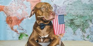 प्यारा, सुंदर कुत्ता और अमेरिकी ध्वज का क्लोज़अप, घर के अंदर