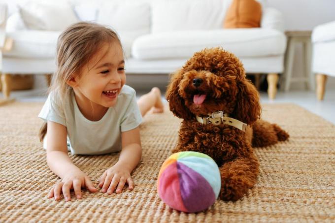 पालतू जानवर और छोटे मालिक के बीच प्यार, छोटी लड़की और घर में खेलता खिलौना पूडल
