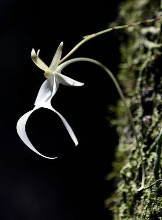 ब्रिटेन के सबसे लुप्तप्राय पौधों का पता चला - भूत आर्किड