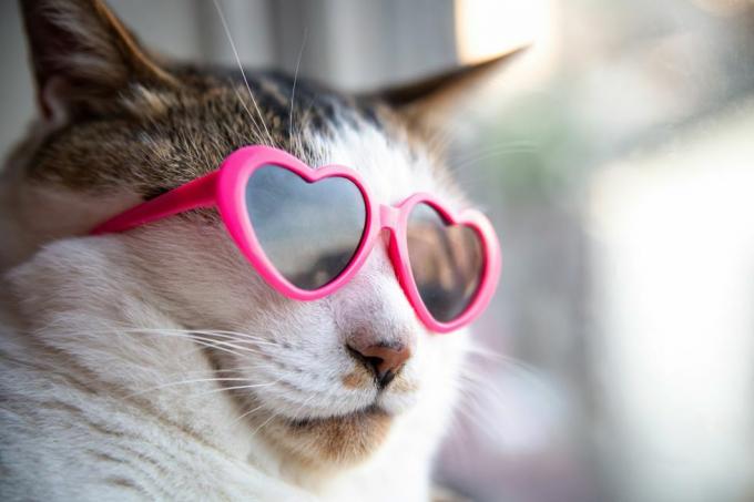 दिल के आकार का धूप का चश्मा पहने बिल्ली