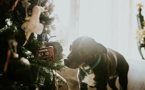 क्रिसमस कुत्ता