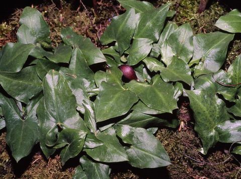 माउस पूंछ का पौधा asarum proboscideum