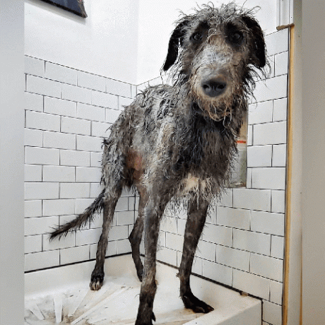 स्नान में कुत्ते मजेदार चित्र