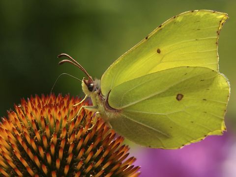 पीला ब्रिमस्टोन तितली