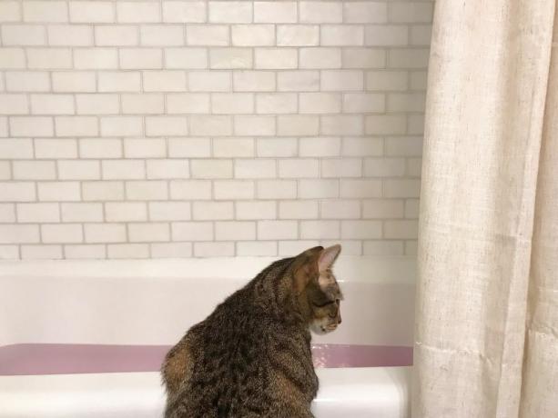 बिल्ली पानी से भरे बाथटब में देख रही है