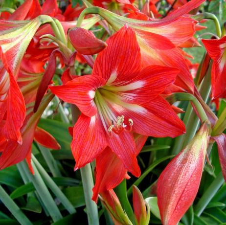 बगीचे में लाल Amaryllis फूल
