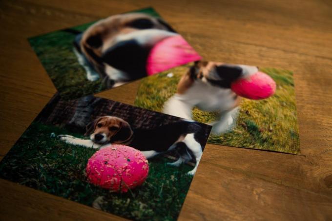 लकड़ी के डेस्क पर अपनी गुलाबी गेंद के साथ एक प्यारे बीगल पिल्ले की तस्वीरों में यादें छपी हुई हैं