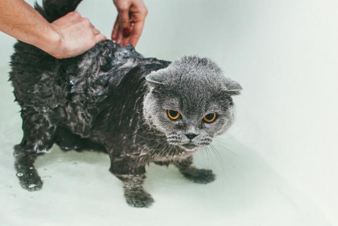 बाथटब में ग्रे स्कॉटिश फोल्ड बिल्ली को धो रही महिला के कटे हुए हाथ, उसके शरीर पर ध्यान केंद्रित कर रहे हैं और उसके सिर को सूखा छोड़ रहे हैं