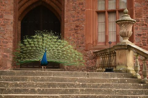 मोर महल में अपनी पूंछ के पंखों का प्रदर्शन करते हुए एक मोर