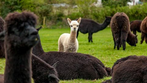 हुसैबी फार्म अल्पाका खेत जहां आप रह सकते हैं