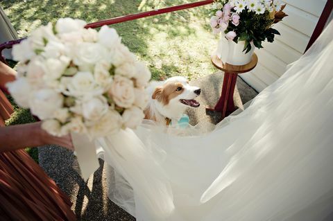 6 बातें याद रखें अगर आपका कुत्ता आपकी शादी में आ रहा है