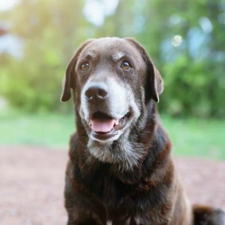 कुत्ता शर्मीला दोषी एक आश्रय शिकारी कुत्ता है जो एकाकी आँखों से देख रहा है प्रकृति में सुबह की धूप पालतू जानवरों की अवधारणा में एक गहन ताक