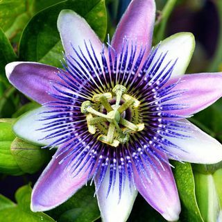 passionflower चिंता जड़ी बूटी