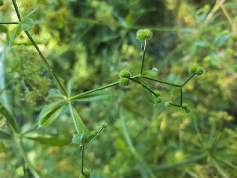 क्लीवर, क्लिवर या बेडस्ट्रॉ