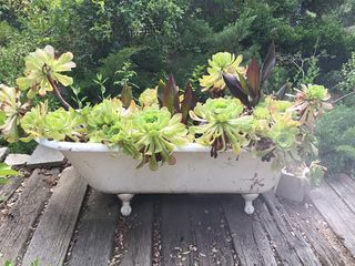 बगीचे का डिज़ाइन, रसीले पौधों से भरा बाथ टब