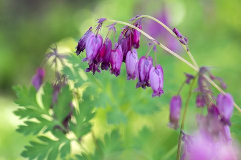 Dicentra एक्जिमिया सुंदर वसंत फूल खिलता है, सजावटी गुलाबी बैंगनी फूल पौधे में