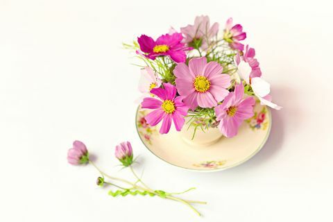 एक चायपत्ती में सुंदर गुलाबी फूल