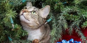 बिल्लियों को क्रिसमस-ट्री से कैसे दूर रखें