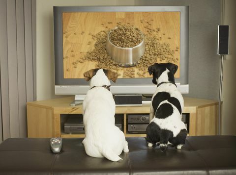 कुत्ते टीवी पर भोजन के साथ कुत्ते की डिश देख रहे हैं