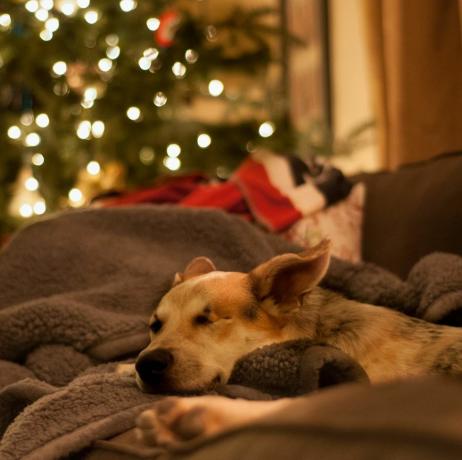 क्रिसमस पर सोफे पर आराम करता कुत्ता