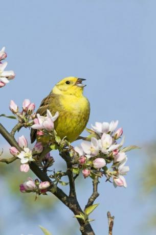 Yellowhammer