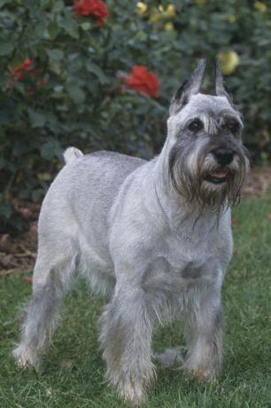 मानक schnauzer