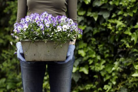 बागवानी महिला जो पानिस वायोला सपा युक्त एक पौधे के बर्तन रखती है