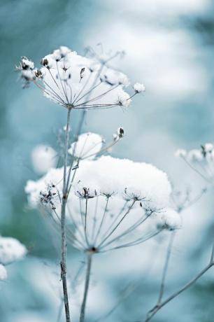 शीतकालीन उद्यान में बर्फ से ढके रानी ऐनी के फीते के फूलों को डकस कैरोटा के नाम से भी जाना जाता है