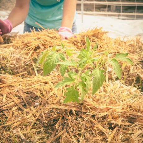 माली अपने स्ट्रॉ बेल गार्डन पर काम करते हैं