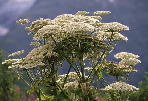 विशाल hogweed